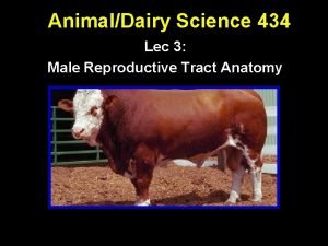 AnimalDairy Science 434 Lec 3 Male Reproductive Tract
