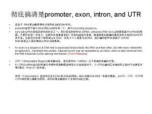 Exon intron promoter