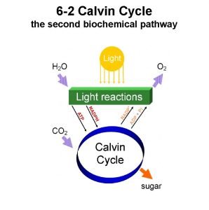 Section 6-2 review the calvin cycle