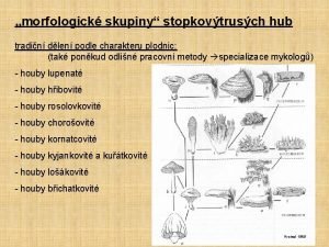 morfologick skupiny stopkovtrusch hub tradin dlen podle charakteru