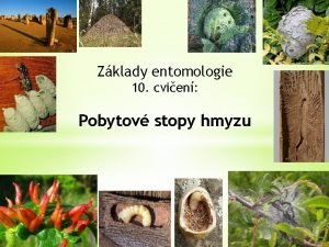 Zklady entomologie 10 cvien Pobytov stopy hmyzu Pobytov