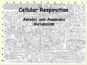 Cellular Respiration Aerobic and Anaerobic Metabolism Glycolysis takes