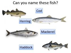 Cod vs herring