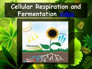Cellular Respiration and Fermentation video What is Cellular