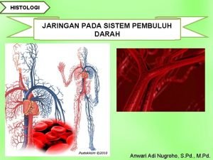 Histologi arteri besar