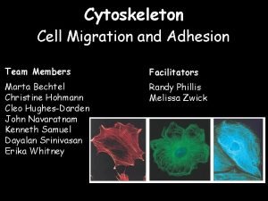 Cytoskeleton Cell Migration and Adhesion Team Members Facilitators