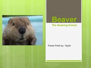 Beaver behavioral adaptations
