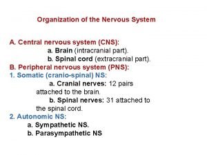 Organisation of nervous system