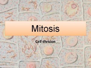 Mitosis Cell division Agenda Cell cycle Mitosis Overview