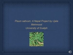 Pisum sativum A Nepal Project by Ujala Mehmood