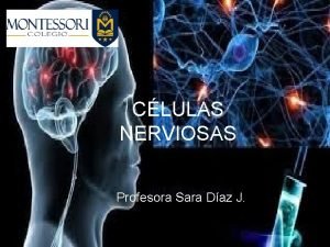 Neuronas celulas gliales