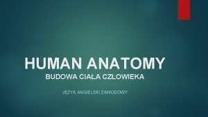 HUMAN ANATOMY BUDOWA CIAA CZOWIEKA JZYK ANGIELSKI ZAWODOWY