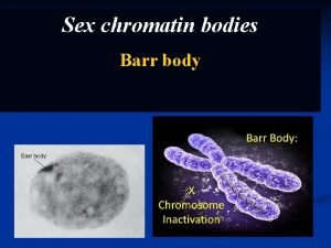 Chromatin bodies