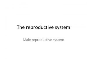 The reproductive system Male reproductive system Reproductive system