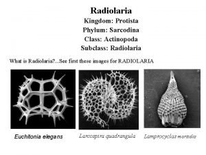 Radiolarians kingdom