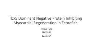 Tbx 5 Dominant Negative Protein Inhibiting Myocardial Regeneration