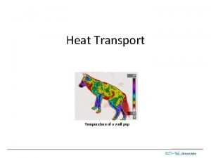 Heat Transport Temperature of a wolf pup Clemson