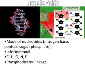 Made of nucleotides nitrogen base pentose sugar phosphate