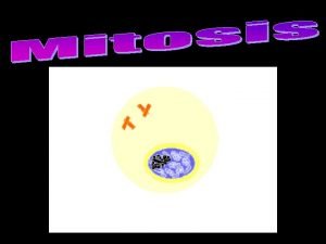 What is Mitosis Mitosis Cell division involving somatic