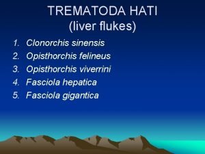 Clonorchis sinensis anatomy