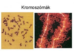 Kromoszmk Milyen fizikai szerkezetek hordozzk a Mendel ltal