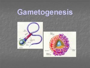 Gametogenesis A Spermatogenesis n Spermatogenesis Spermatositogenesis Spermiogenesis n