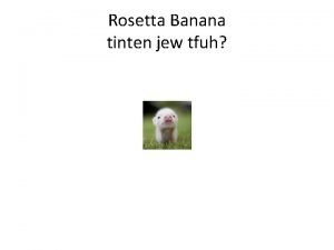 Rosetta banana