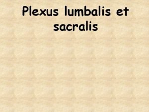 Plexus lumbalis et sacralis Plexus lumbalis L 1