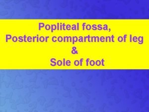 Popliteal fossa structures