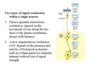 Different types of synapse Different types of synapse