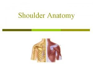 Labrum Labrum