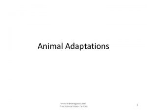 Animal Adaptations www makemegenius com Free Science Videos