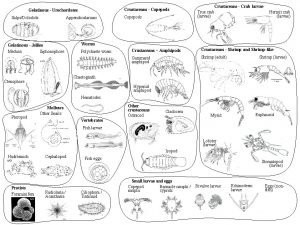 Crustaceans Copepods Gelatinous Urochordates SalpsDoliolids Appendicularians Gelatinous Jellies