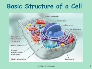 Basic Structure of a Cell copyright cmassengale 1