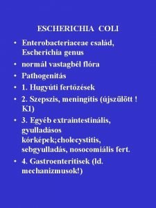 ESCHERICHIA COLI Enterobacteriaceae csald Escherichia genus norml vastagbl