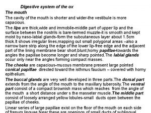 Ox digestive system
