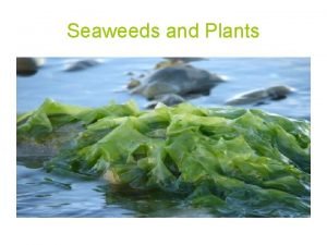 Seaweeds and Plants The term seaweed refers to