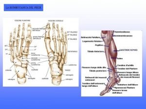 LA BIOMECCANICA DEL PIEDE I MOVIMENTI DEL PIEDE