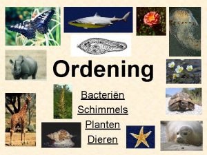 Ordening Bacterin Schimmels Planten Dieren Bacterin Selectiecreteria celgrootte