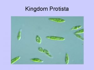 Kingdom Protista Protists are a diverse group All