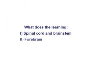 Vestibulospinal tract
