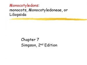 Monocotyledons monocots Monocotyledoneae or Liliopsida Chapter 7 Simpson