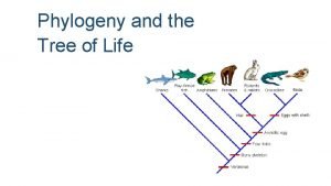 Phylogeny and the Tree of Life Overview Investigating