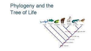 Difference between phylogenetic tree and cladogram