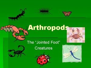 Characteristics of arthropods