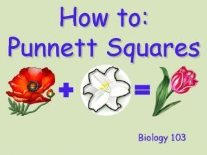 How to Punnett Squares Biology 103 Punnett Squares