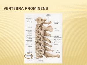 Tuberculum majus et minus