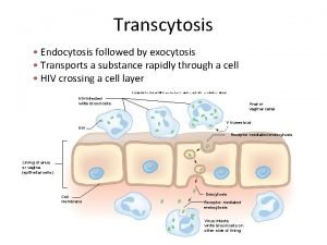 Transcytosis Endocytosis followed by exocytosis Transports a substance