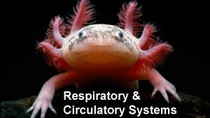 Respiratory Circulatory Systems Respiratory System Respiration Involuntary event