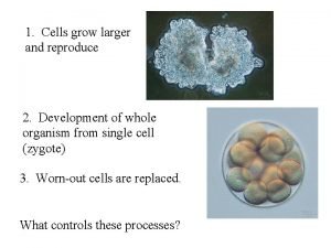 1 Cells grow larger and reproduce 2 Development
